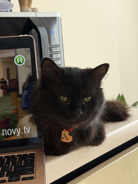 Котик шукає родину