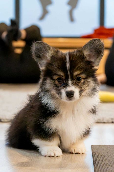 Welsh Corgi Pembroke, po prostu słodziaki!