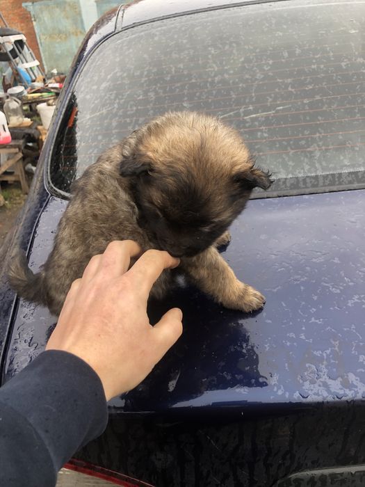 Метіси вівчарки будуть досить виликі