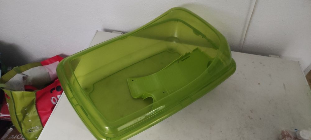 Tartarugueira verde