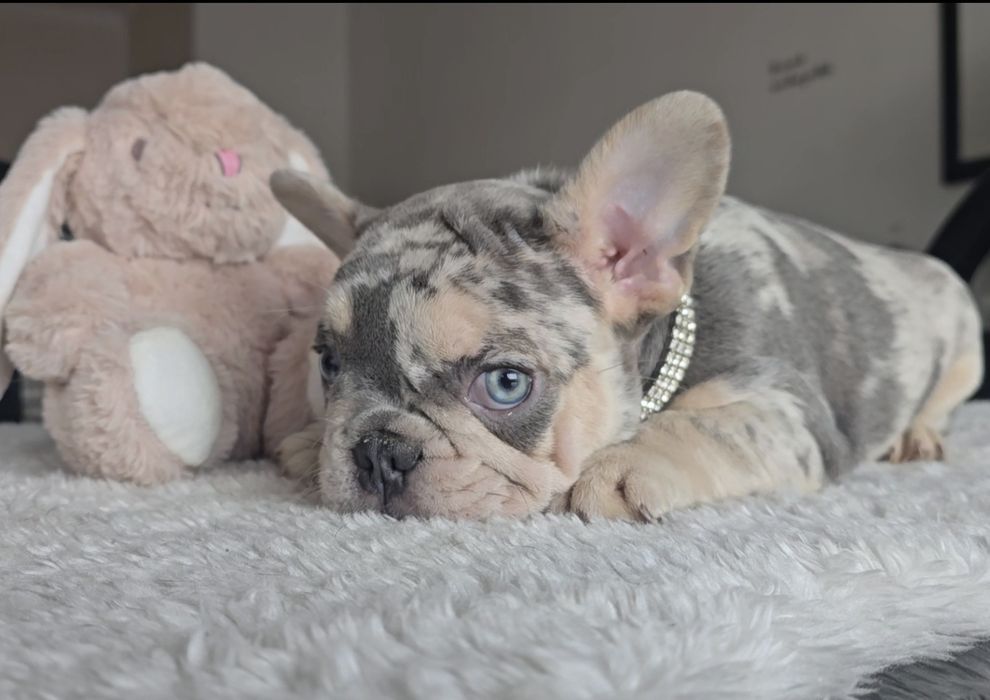 Bulldog Lilac exelente porte olhos azuis