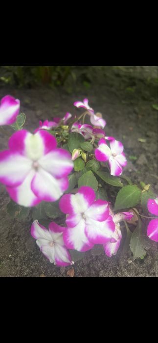 Кімнатні квіти для душі