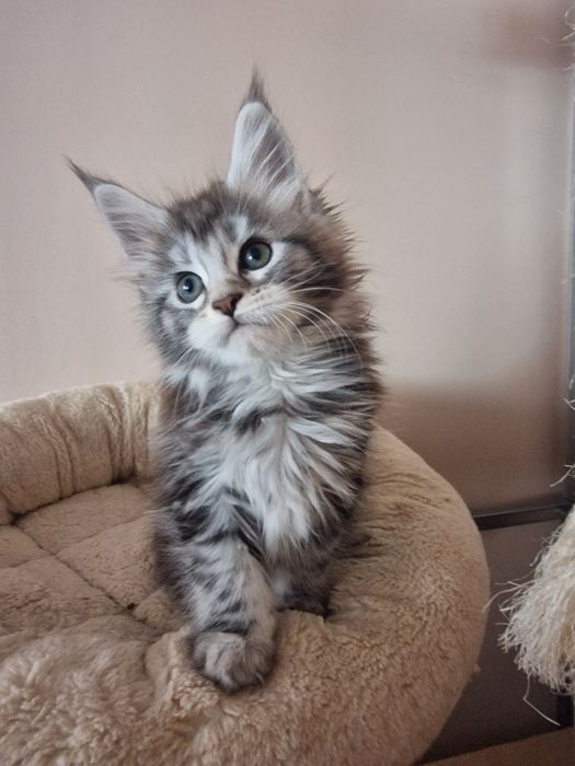 Maine coon kotka kocięta