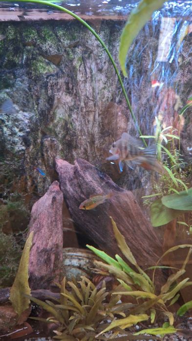 Ryby akwariowe młode