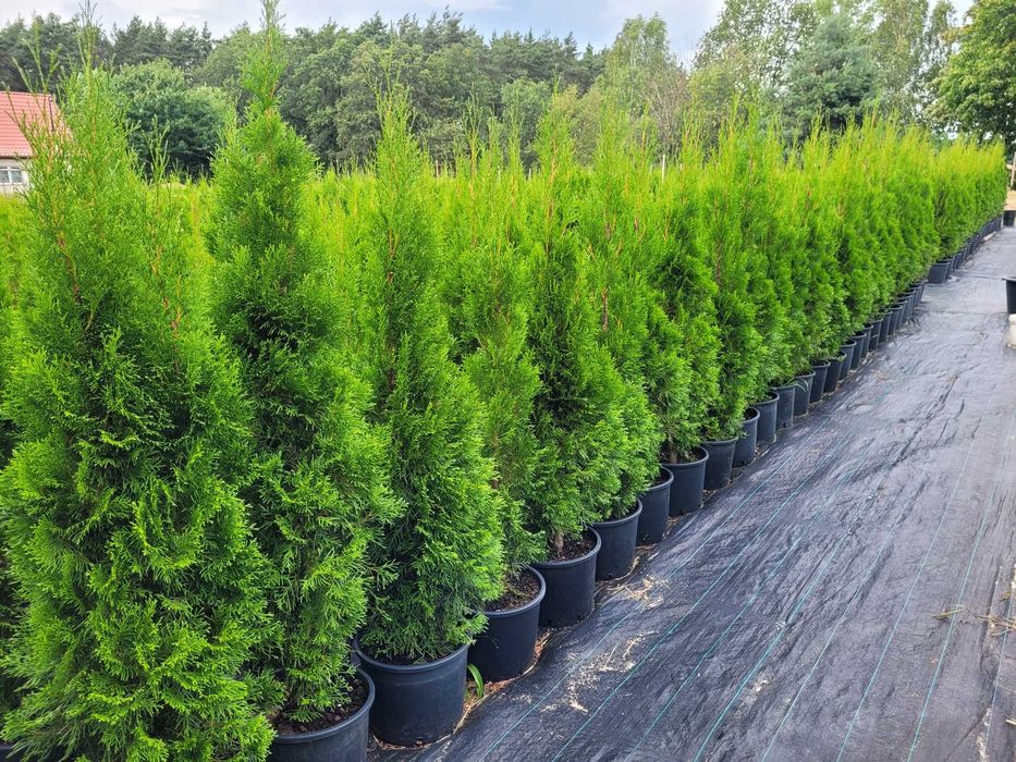 Tuja Thuja Szmaragd 90-100 cm wysokości, doniczka 3l. NIE, nie kopane