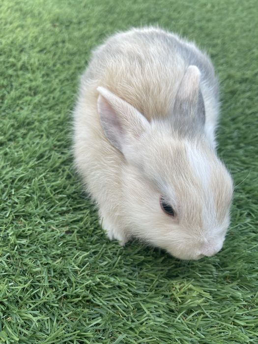 Coelhos mini toy