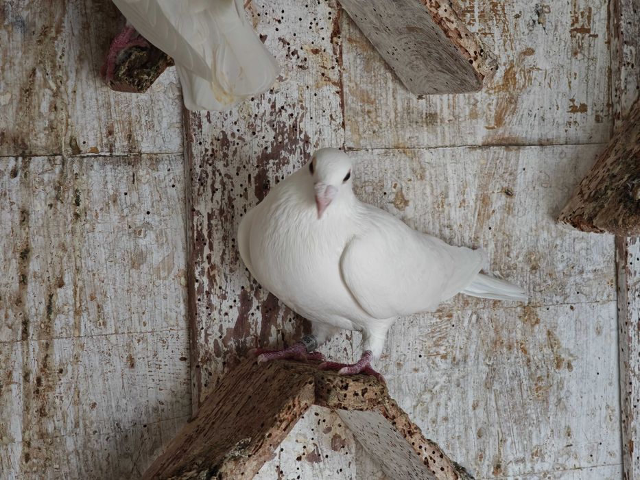 Vendo/solto pombos correios brancos