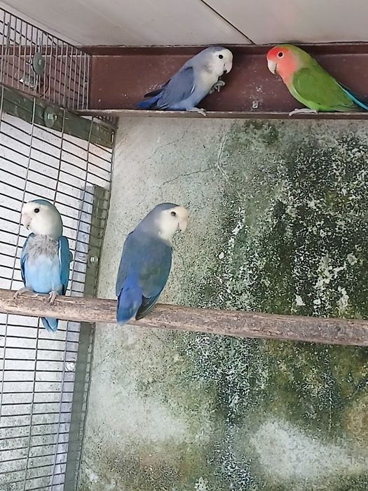 Periquitos e Rosicoles
