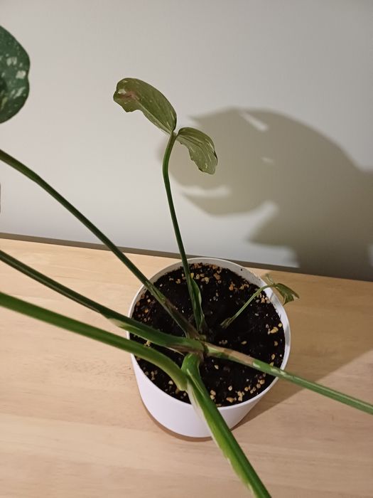 Monstera Thai Constellation