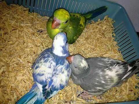 Ring neck bebê, Domésticado , selvagem