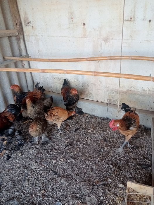 Casais de aves com 6 meses