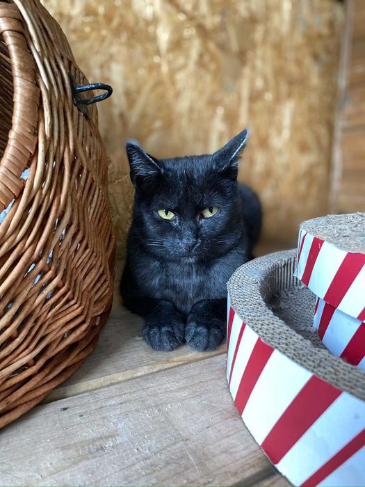 Do adopcji - Sara i Rybka