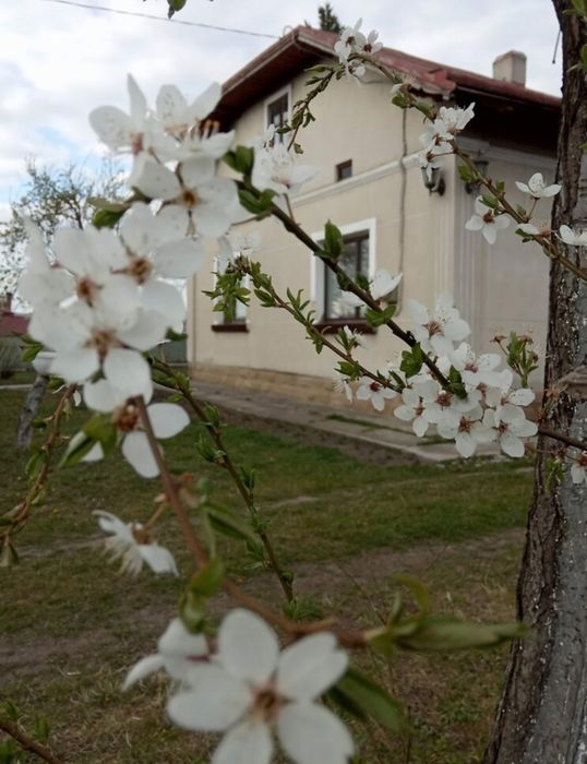 Продаж будинку у В.Березовиця