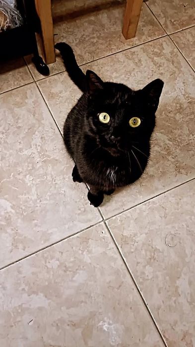 Dengo Gato 3 anos