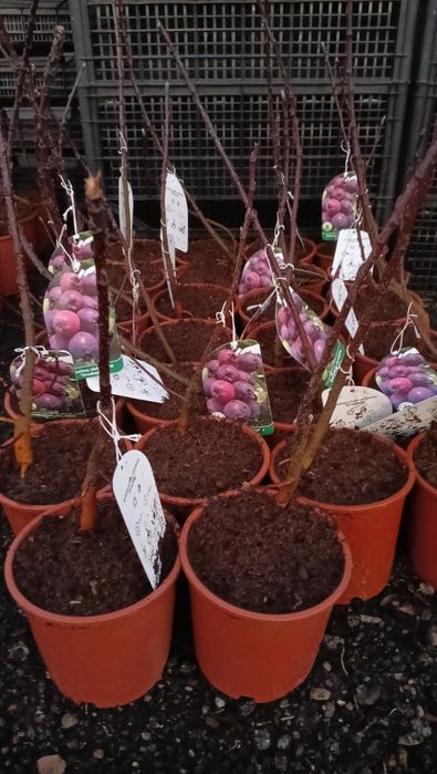 Świdośliwa Northline i Smoky 50 szt