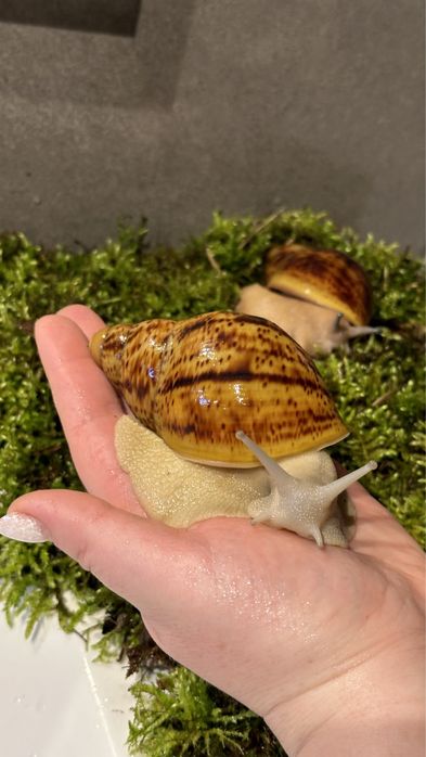 ślimaki afrykańskie  Archachatina  Marginata Ovum