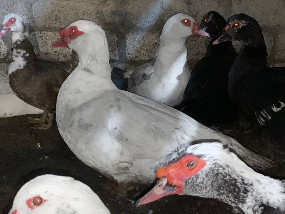 Селезень разных окрасов