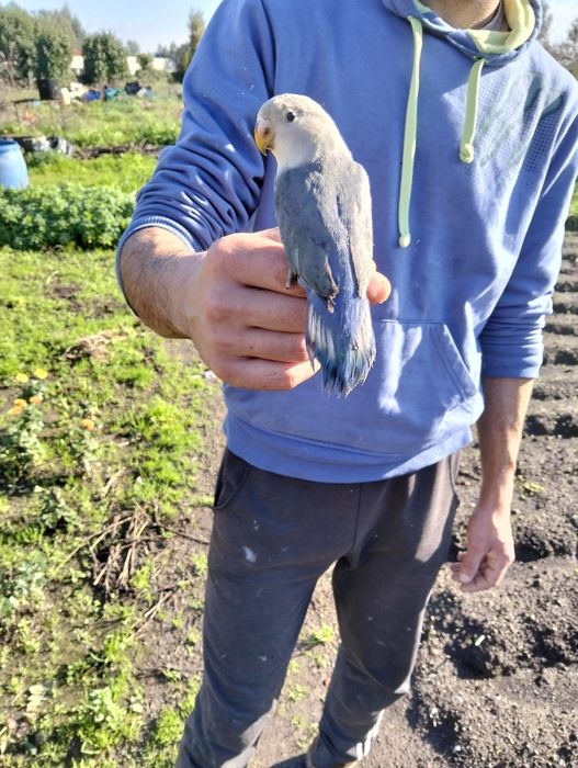 Agapórnis domesticados