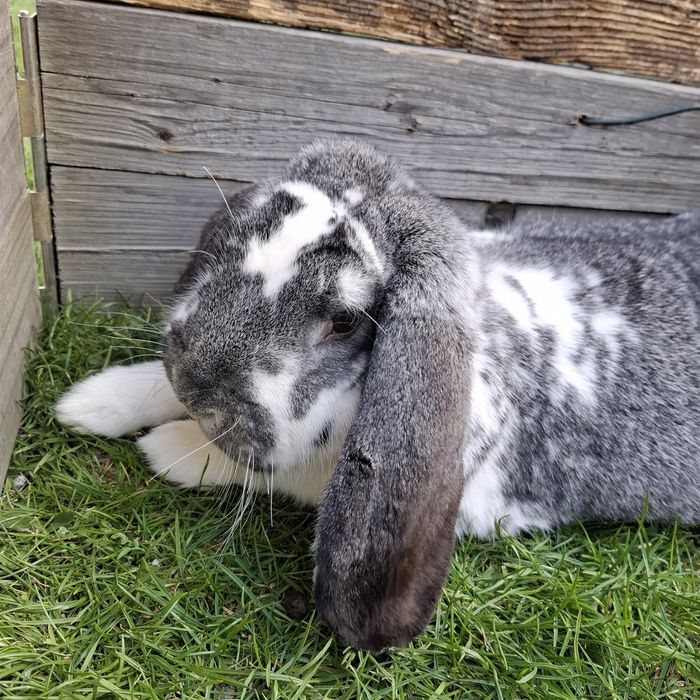 Baran Francuski samica