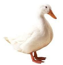 Яйця для інкубації качок   Ст5. Орвія