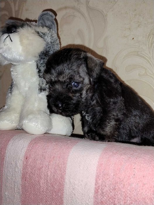 Цуценя цвергшнауцера