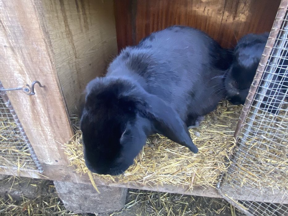 Baran Francuski samica