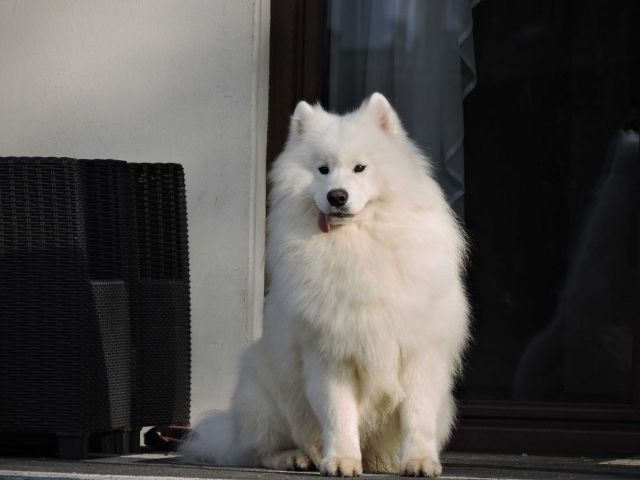 Samoyed śliczny pies