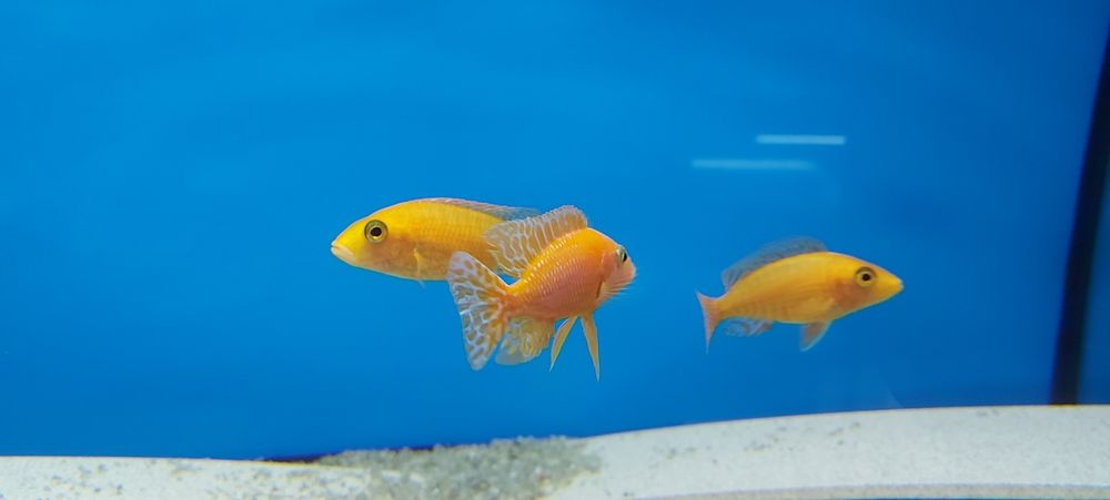 Pyszczaki Aulonocara Fire Fish Malawi Tanganika