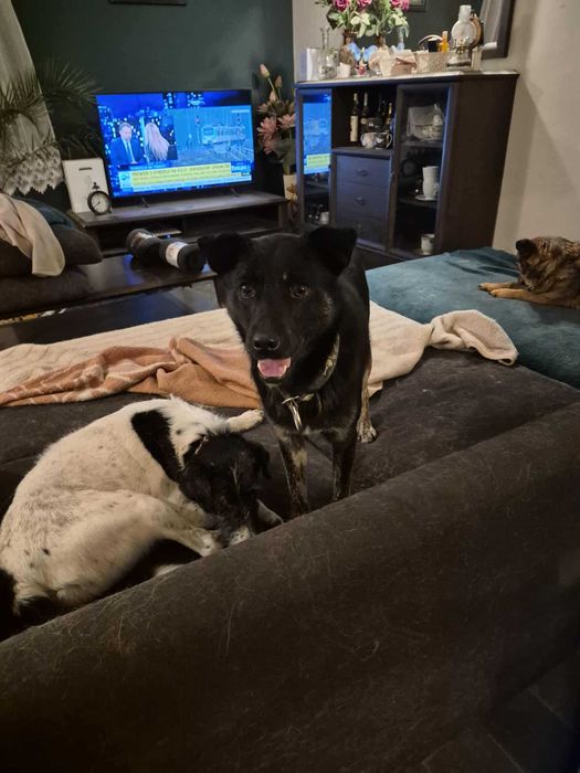 Leon młody nieduży pies szuka domu pies psy