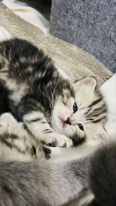 Шотландские котята короткошерстные, ласковые.