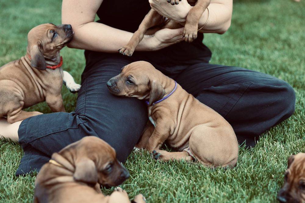 Rhodesian ridgeback -suczka standardowa