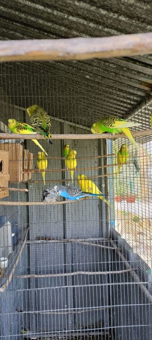 Periquitos e outras aves.