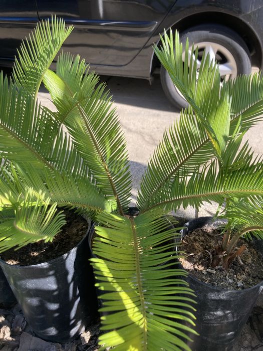 Palmeiras Cica - Cycas revoluta
