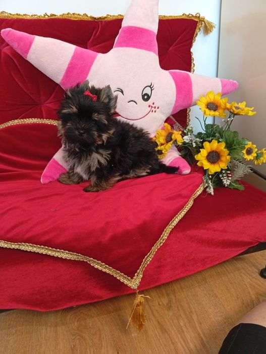 Mini samczyk Black Tan Yorkshire terrier