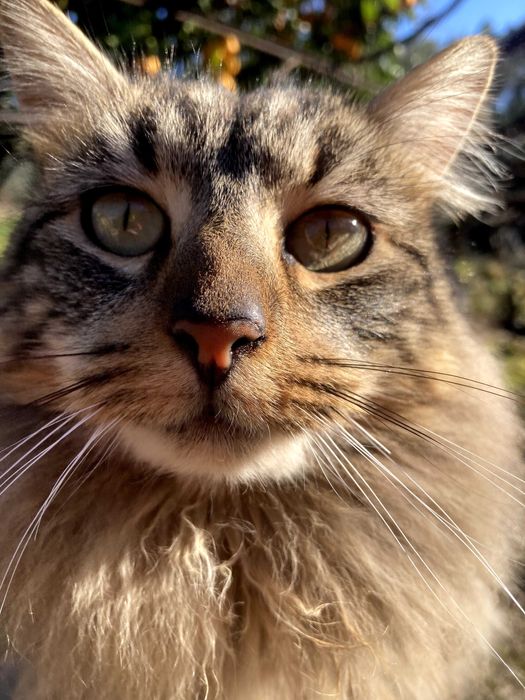 Chancliche - gato para adoção