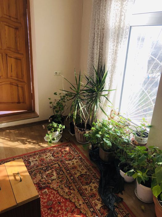 Продается пальма Драцена возраст 4 года