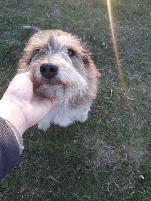 Віддаю в добрі руки