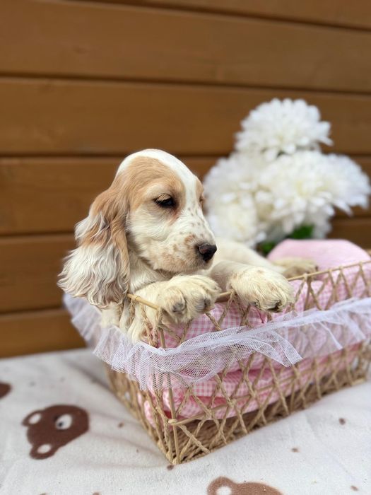 Wyjątkowa! Sunia Cocker spaniel angielski rodowód wyprawka