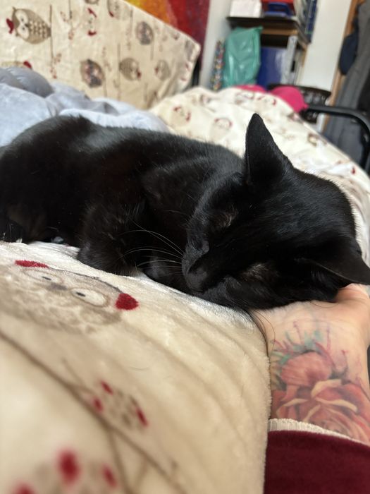 Moranguinha procura uma familia