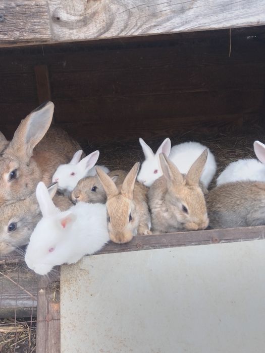Продам кролики термонці самці та самочки.