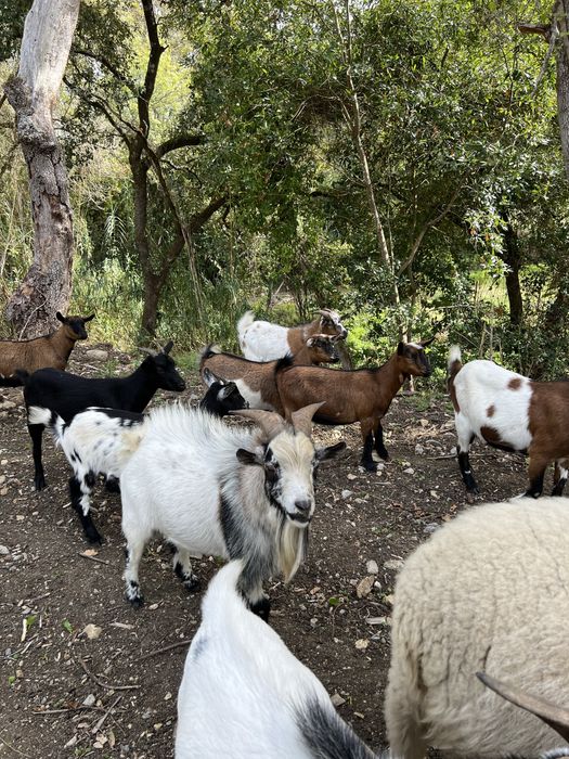 Cabras anãs desparasitadas/vacinadas para venda!