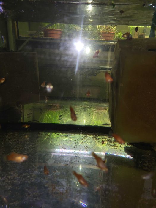 Platka platynka ładna