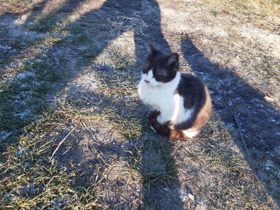 Котеня (Хлопчики/Дівчатка)