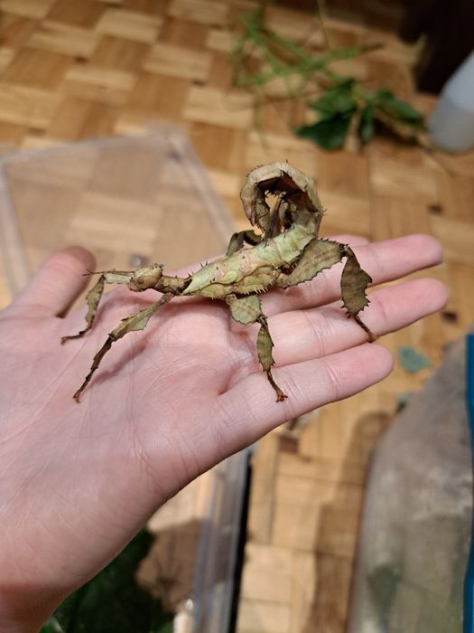 Straszyk australijski / Extatosoma tiaratum