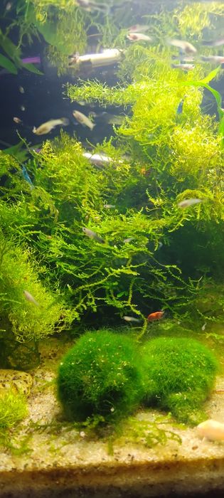 Guppys juvenis criação própria