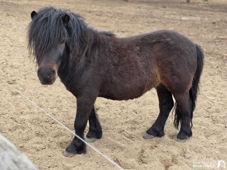 JARUŚ, zdrowy, młody kucyk do adopcji, za darmo