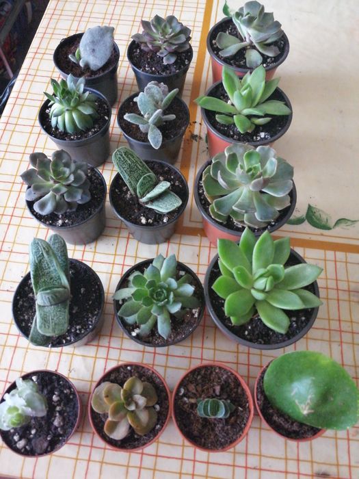 Suculentas e catos ,vasinhos. Desde 0,90€ cada.Tenho quantidade e varie