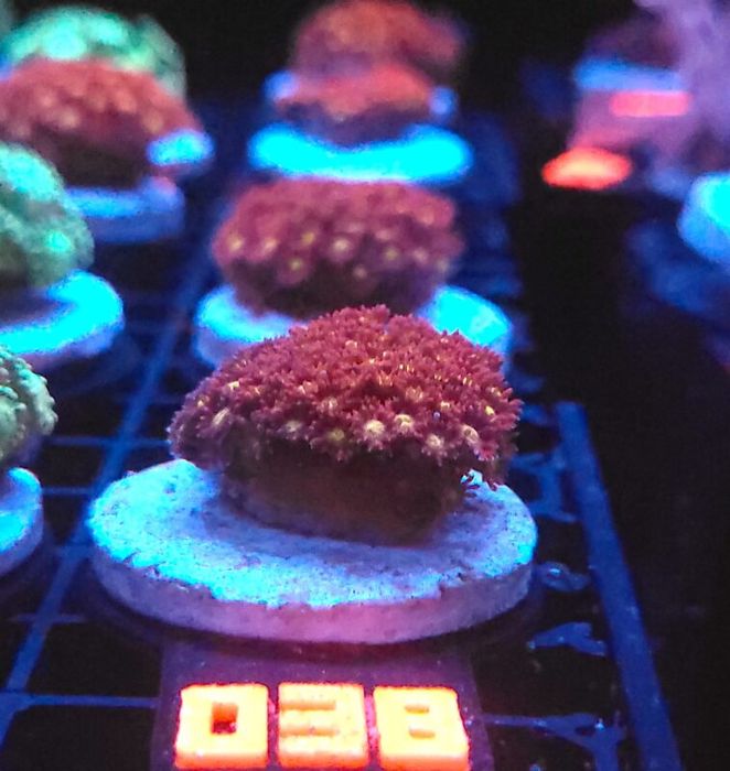 Goniopora „Mickey Mouse” (038) [Koralowce LPS]