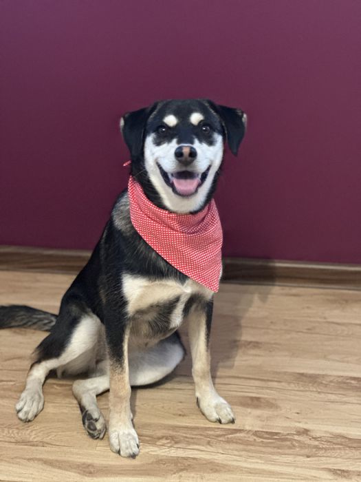 Cudna Frycia szuka domku