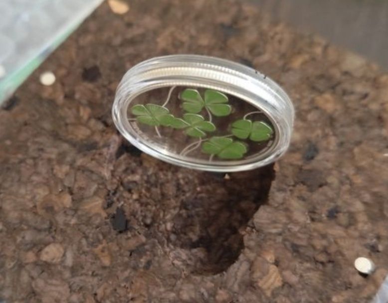 5€ Proof , Trevo de quatro folhas, 2018